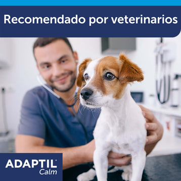 vetetinario cogiendo perro blanco y marrón hacia la cámara