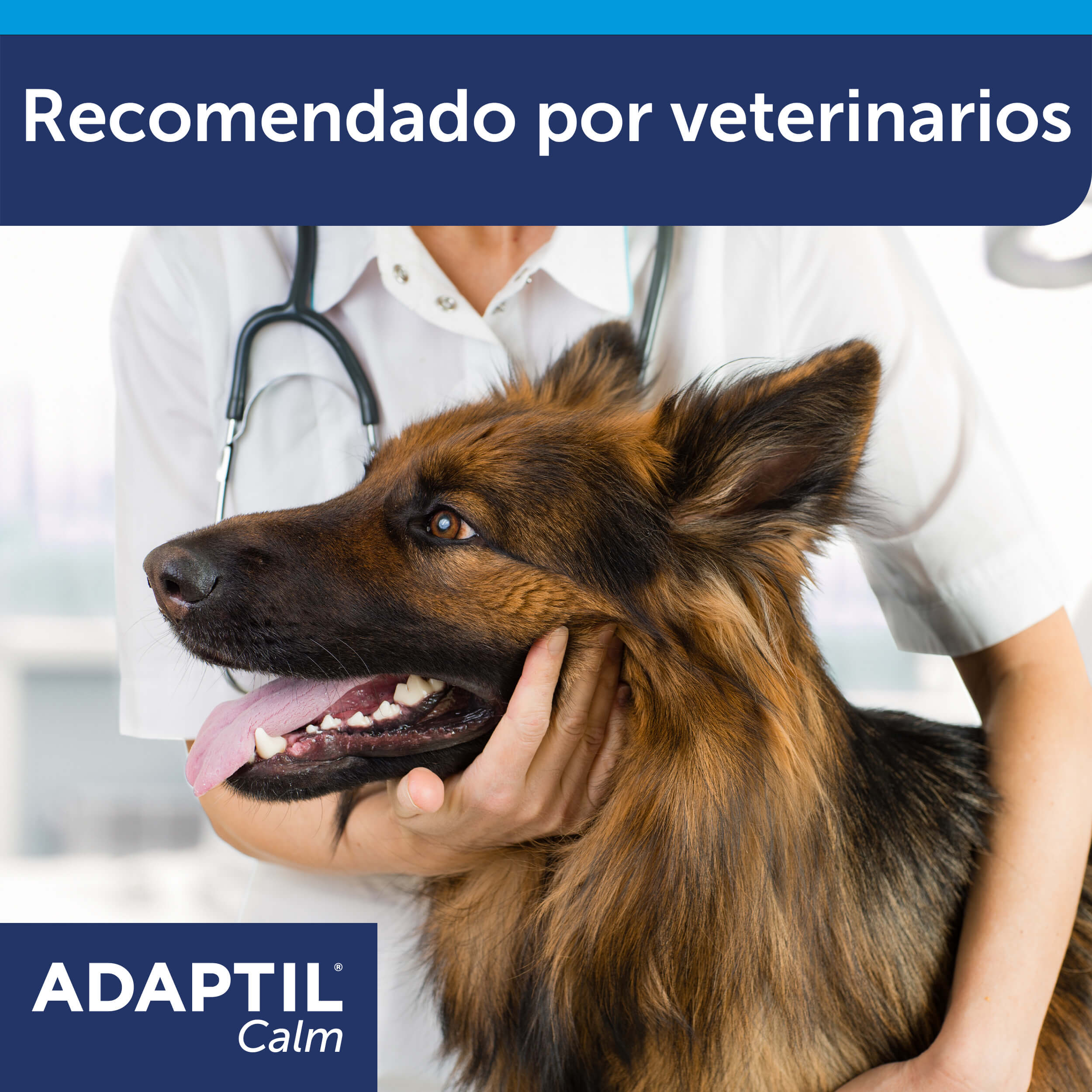 veterinario cogiendo la cabeza de un pastor alemán