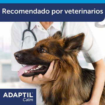 veterinario cogiendo la cabeza de un pastor alemán