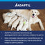 adaptil calm perro golden dando de mamar a sus cachorros