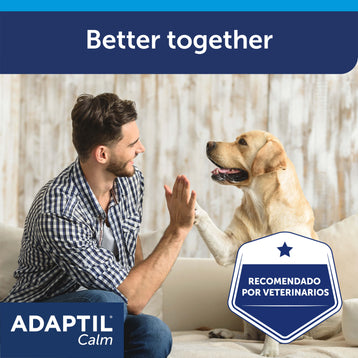 adaptil calm chico y perro labrador chocando la mano