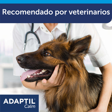 adaptil calm veterinario cogiendo la cabeza de un pastor alemán