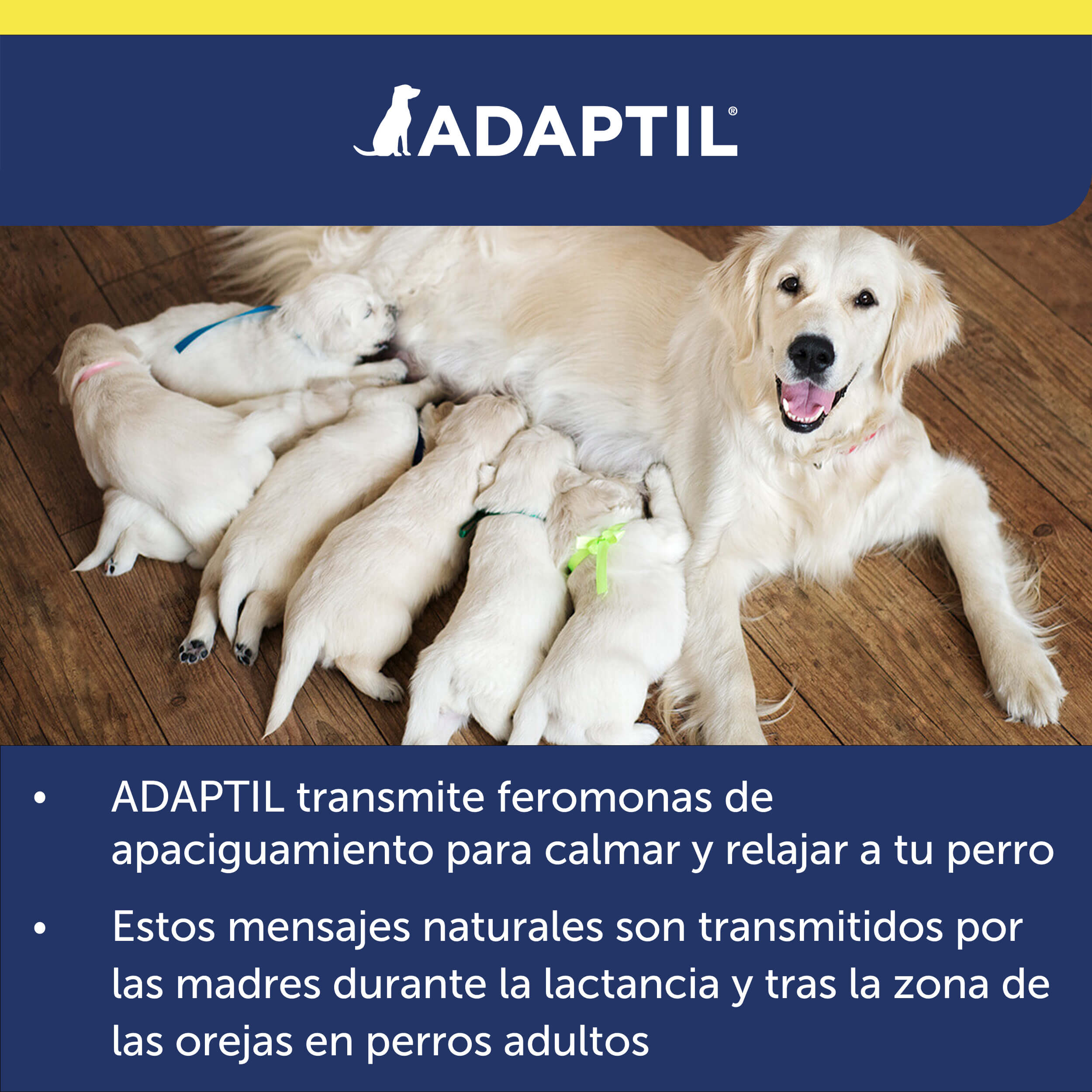 adaptil transport spray perro golden con sus cachorros mamando