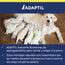 adaptil transport spray perro golden con sus cachorros mamando