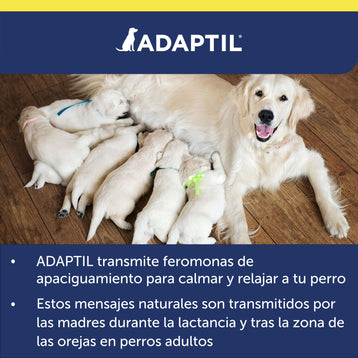 adaptil transport spray perro golden con sus cachorros mamando