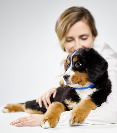 mujer con cachorro negro marrón y blanco con collar azul adaptil junior