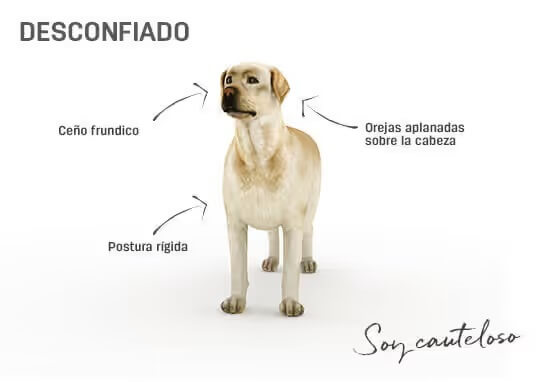 Que Significa Entregar Un Perro